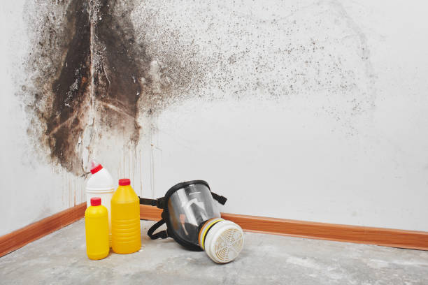 Best Mold Testing and Inspection Services in Enterprise, WV