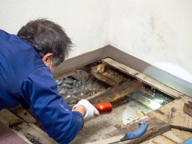Best Basement Mold Remediation in Enterprise, WV