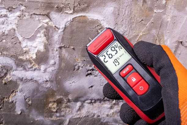 Best Black Mold Remediation in Enterprise, WV