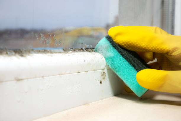 Best Localized Mold Remediation (e.g., coastal areas, humid climates) in Enterprise, WV