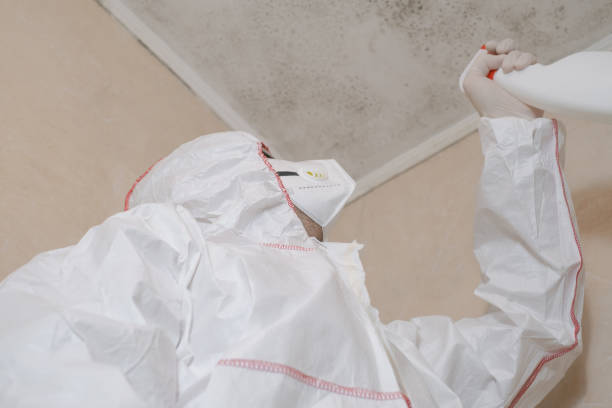 Best Commercial Mold Remediation in Enterprise, WV