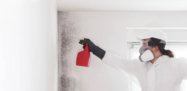 Best HVAC Mold Remediation in Enterprise, WV