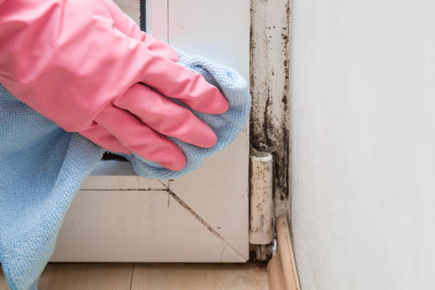 Best Industrial Mold Remediation in Enterprise, WV